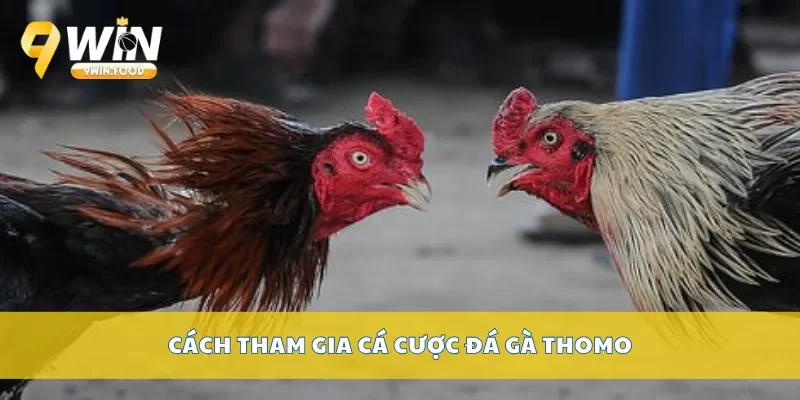 Cách tham gia cá cược đá gà Thomo