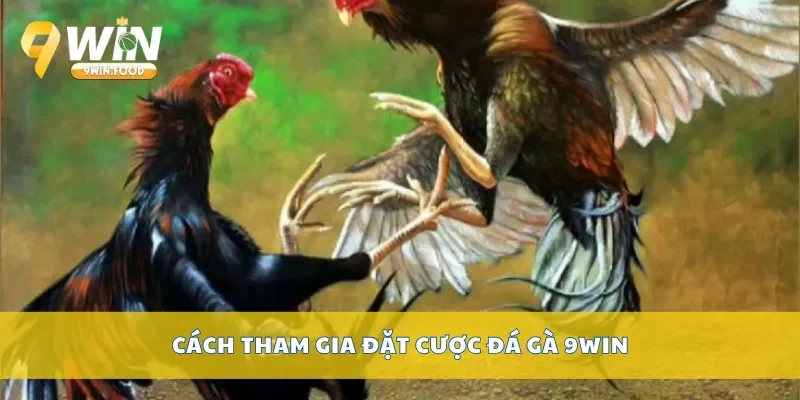 Cách tham gia đặt cược đá gà 9Win