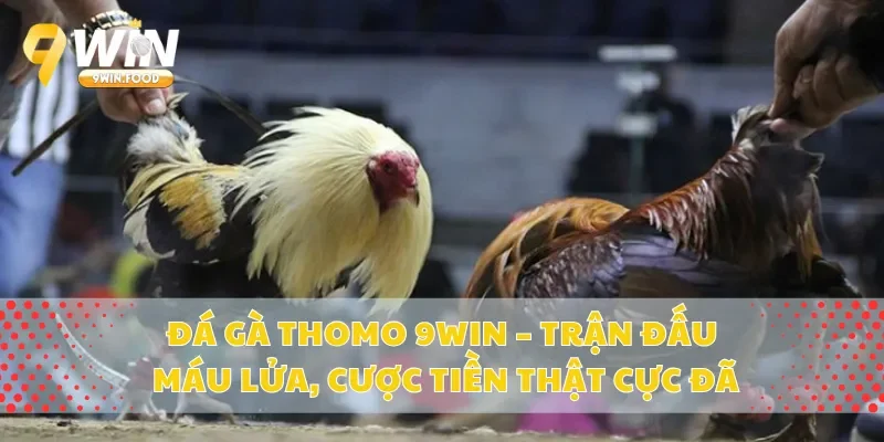 Đá Gà Thomo 9Win – Trận Đấu Máu Lửa, Cược Tiền Thật Cực Đã