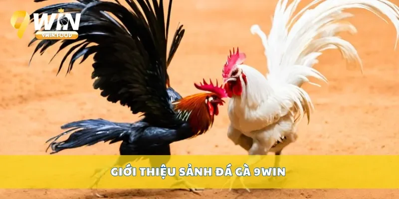 Giới thiệu sảnh đá gà 9Win