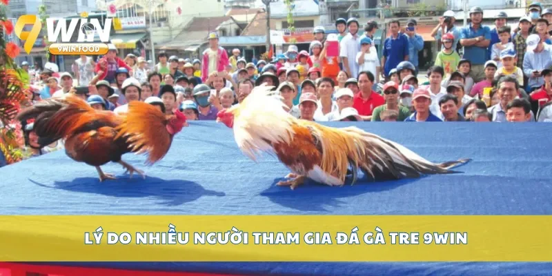 Lý do nhiều người tham gia đá gà tre 9Win